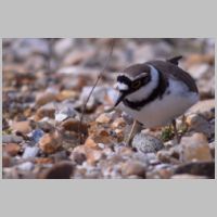 2011 2nd Steve Cload- little ringed plover